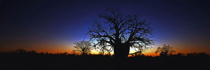 Australia Baobab