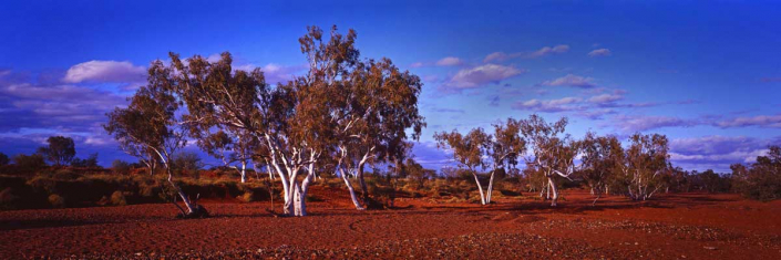 Australia white gum tree