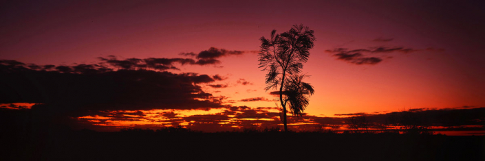 Australia sunset tree